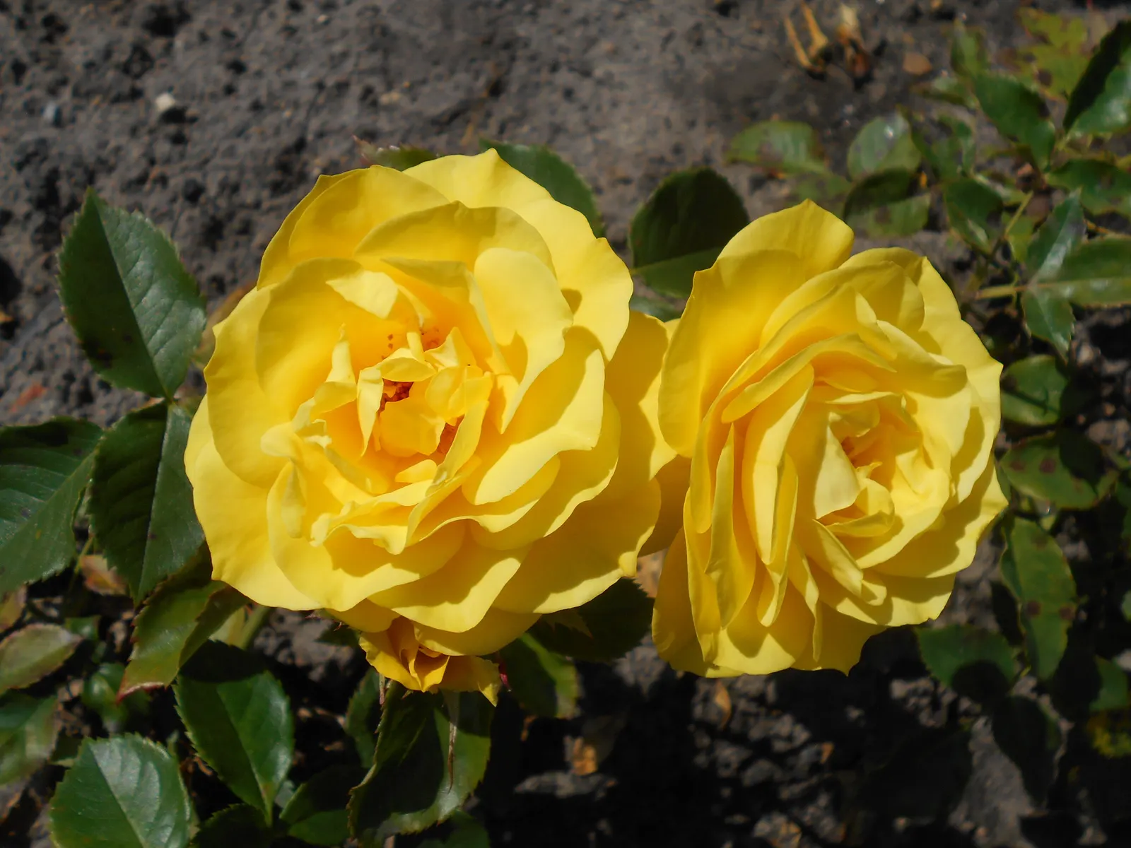 Sunsprite Rose (Rosa 'Sunsprite') — It boasts deep yellow, sweetly fragrant blossoms about 3-4 inches wide, set against rich green, glossy foliage