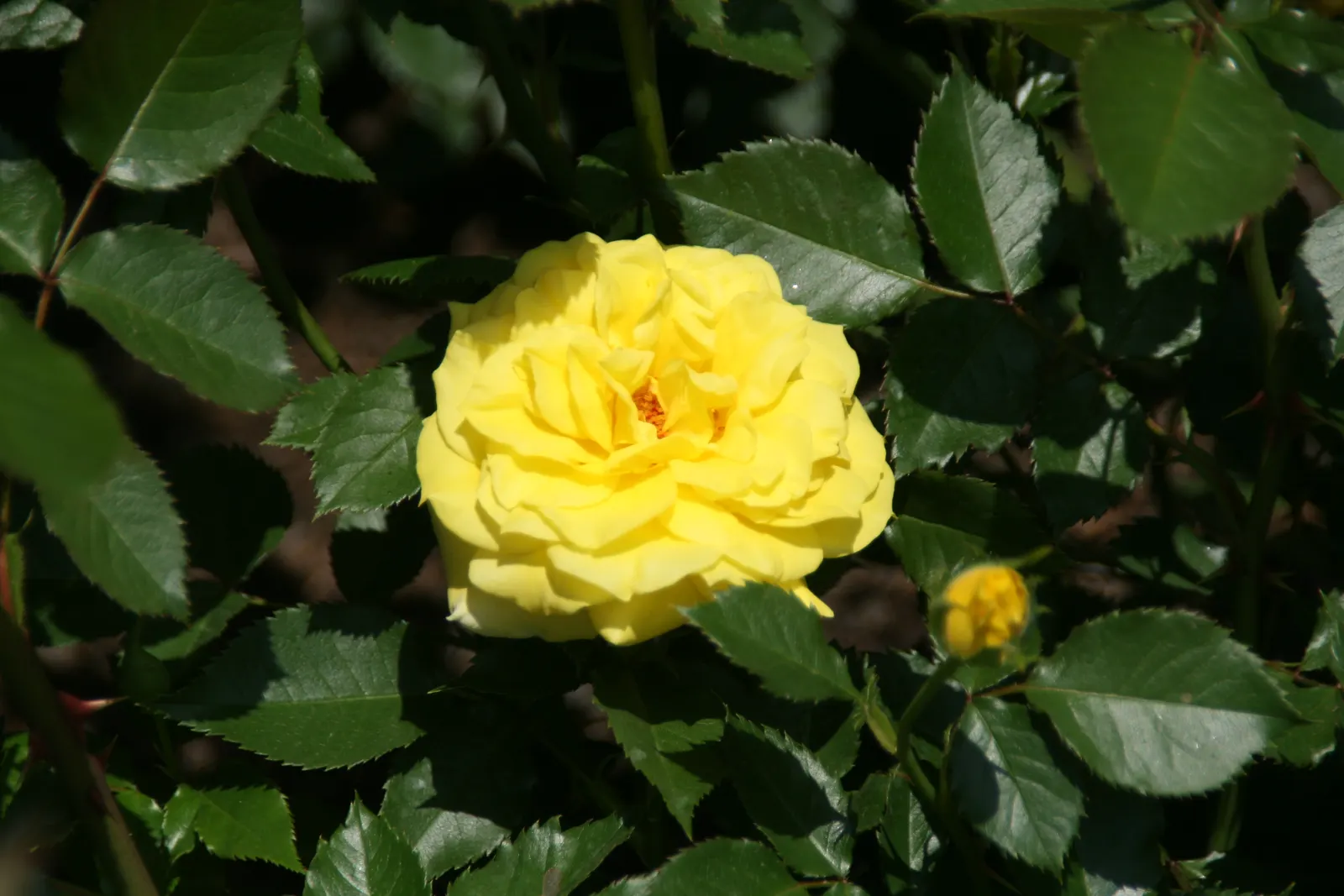 Sunsprite Rose (Rosa 'Sunsprite') — 'Sunsprite' is sure to captivate the senses and bring a joyful ambiance to any garden space; hardy in zones 4-9, it prefers