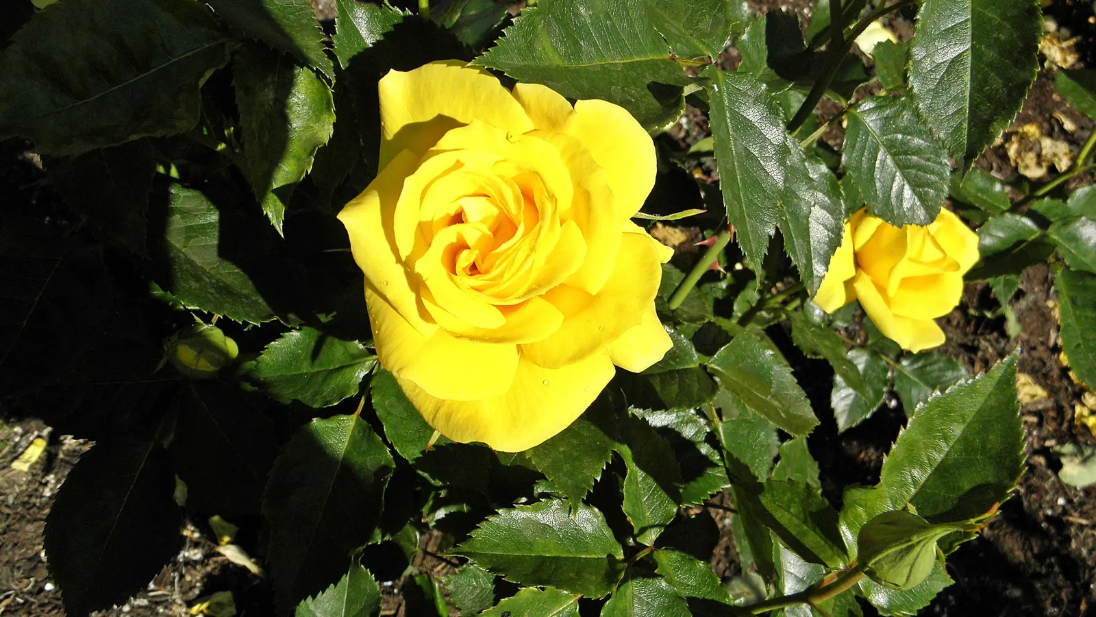 Sunsprite Rose (Rosa 'Sunsprite') — 'Sunsprite' is sure to captivate the senses and bring a joyful ambiance to any garden space