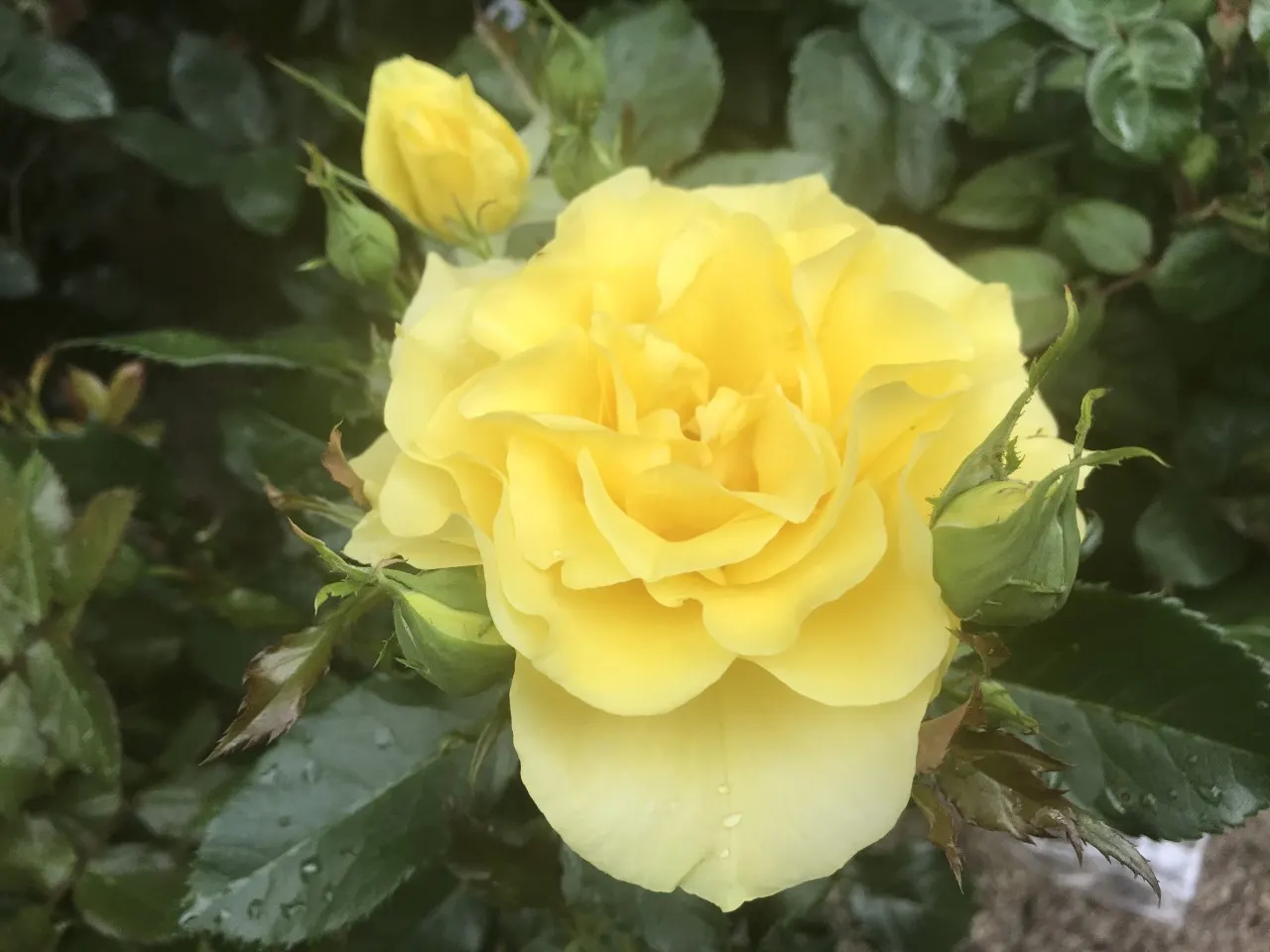 Sunsprite Rose (Rosa 'Sunsprite') — producing generous clusters of flowers throughout the growing season
