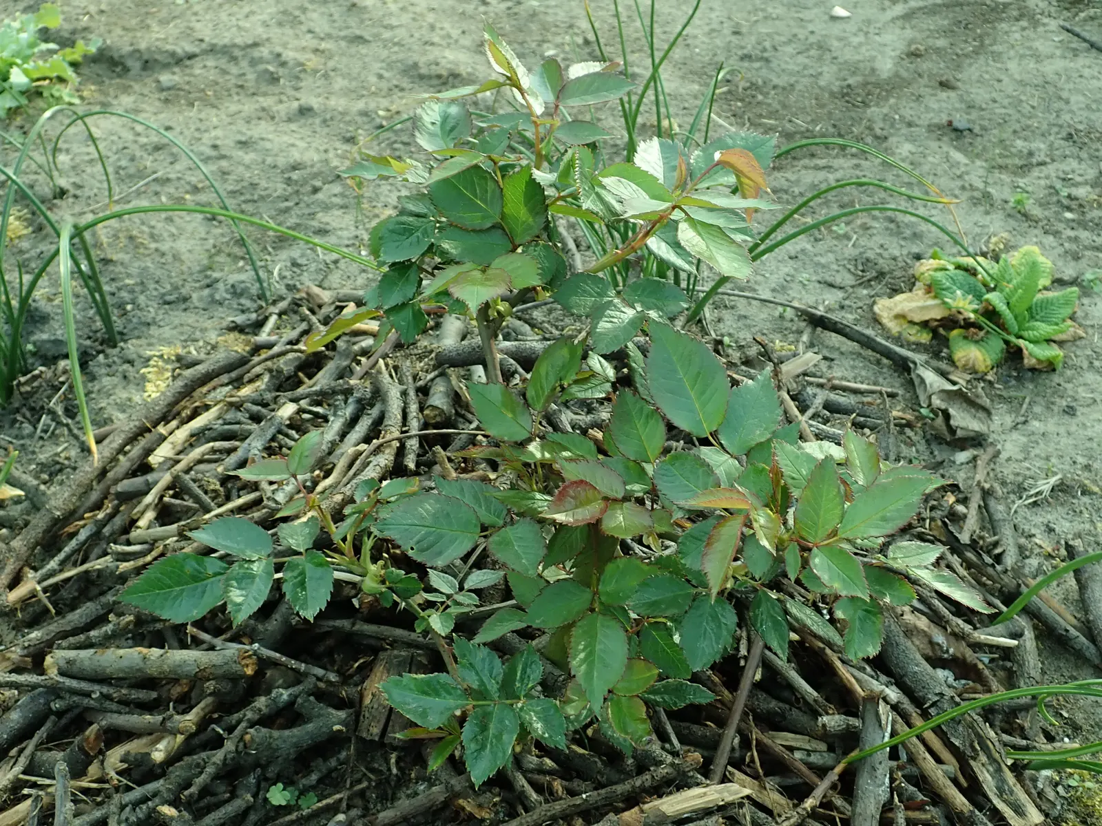 Sunsprite Rose (Rosa 'Sunsprite') — It boasts deep yellow, sweetly fragrant blossoms about 3-4 inches wide, set against rich green, glossy foliage; displaying