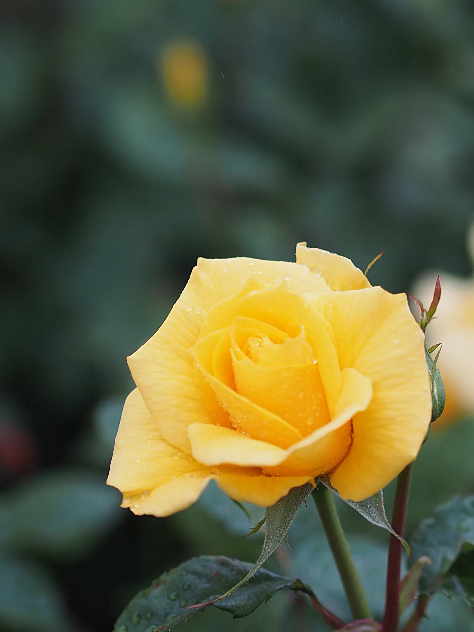 Sunsprite Rose (Rosa 'Sunsprite') — Regular watering is crucial; it prefers well-drained loamy soil with a pH range between 6.0 and 6.5