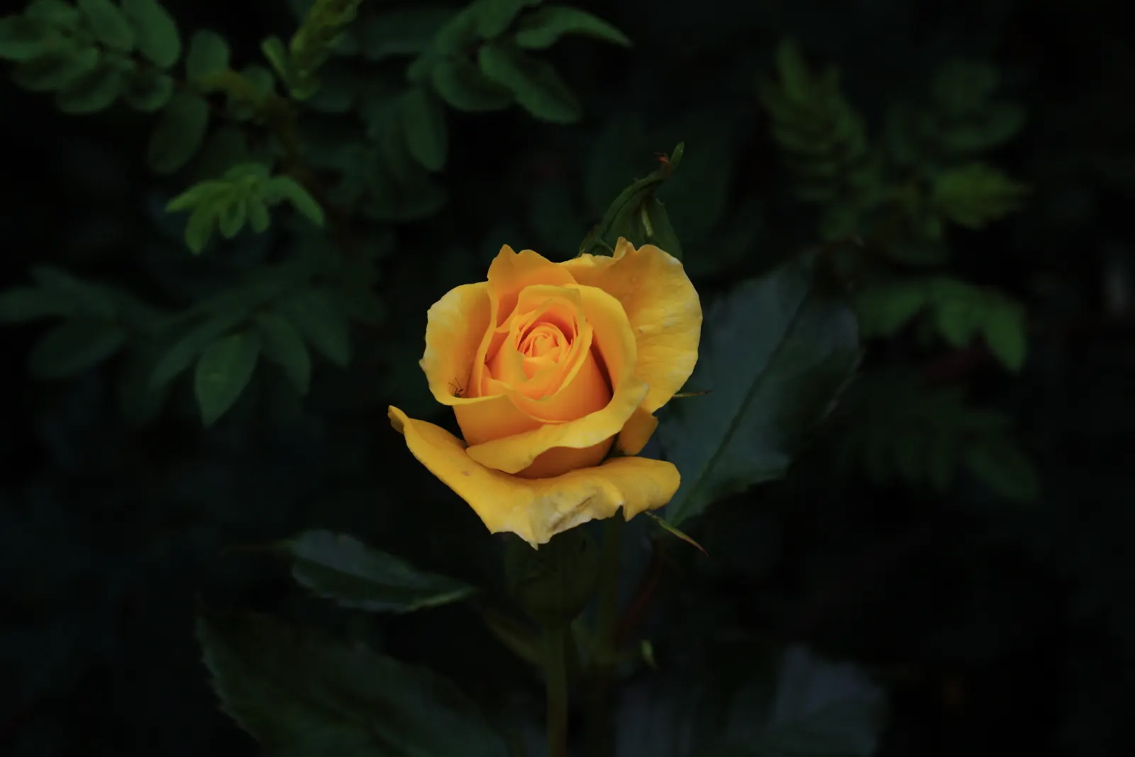 Sunsprite Rose (Rosa 'Sunsprite') — Regular watering is crucial