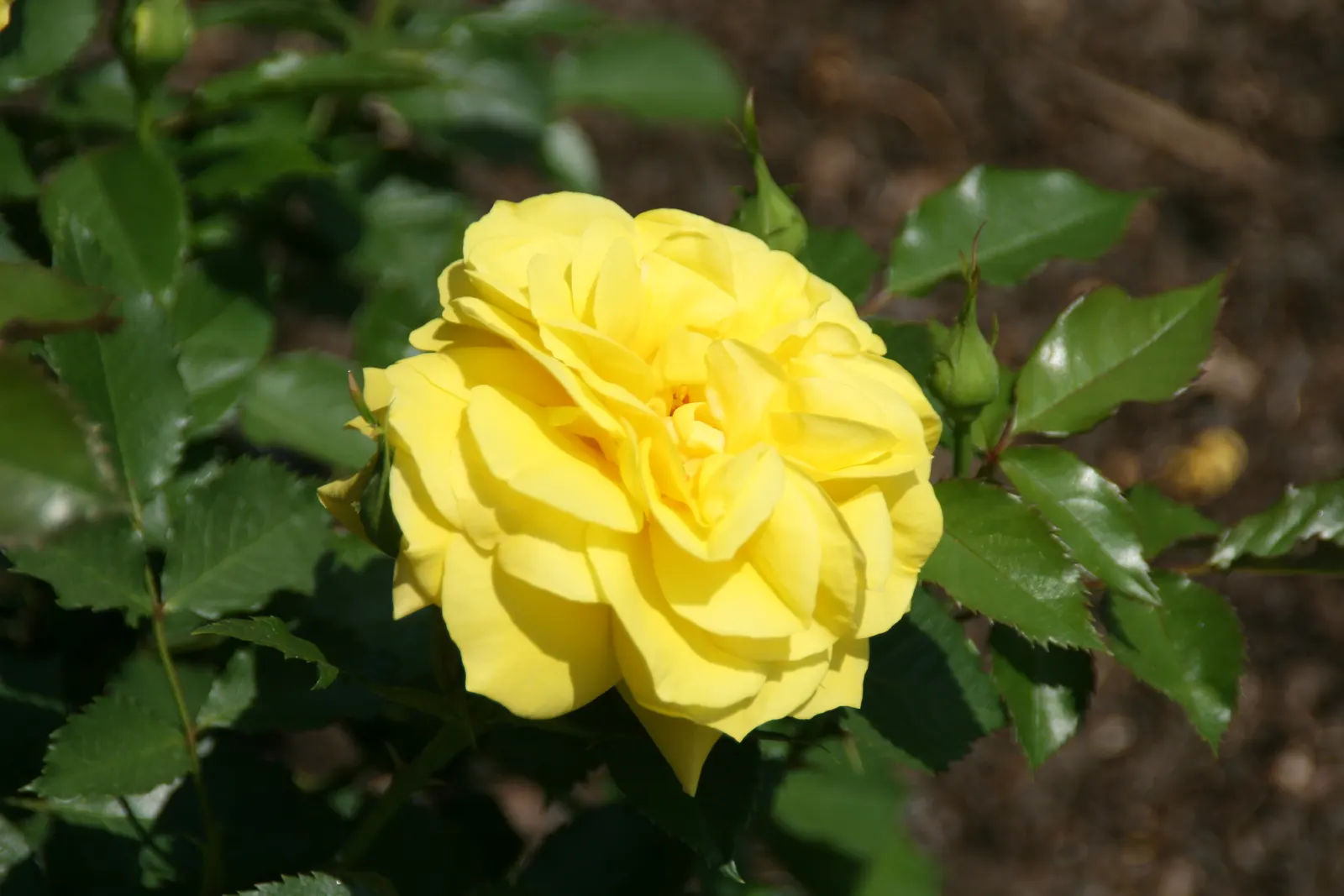 Sunsprite Rose (Rosa 'Sunsprite') — shrub with yellow blooms; it prefers well-drained loamy soil with a pH range between 6.0 and 6.5