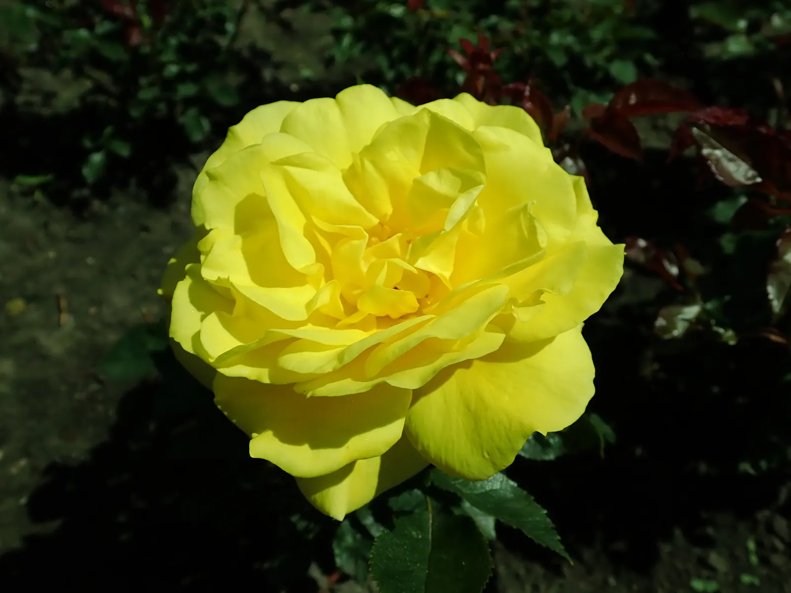 Sunsprite Rose (Rosa 'Sunsprite') — making it a robust choice for a low-maintenance garden