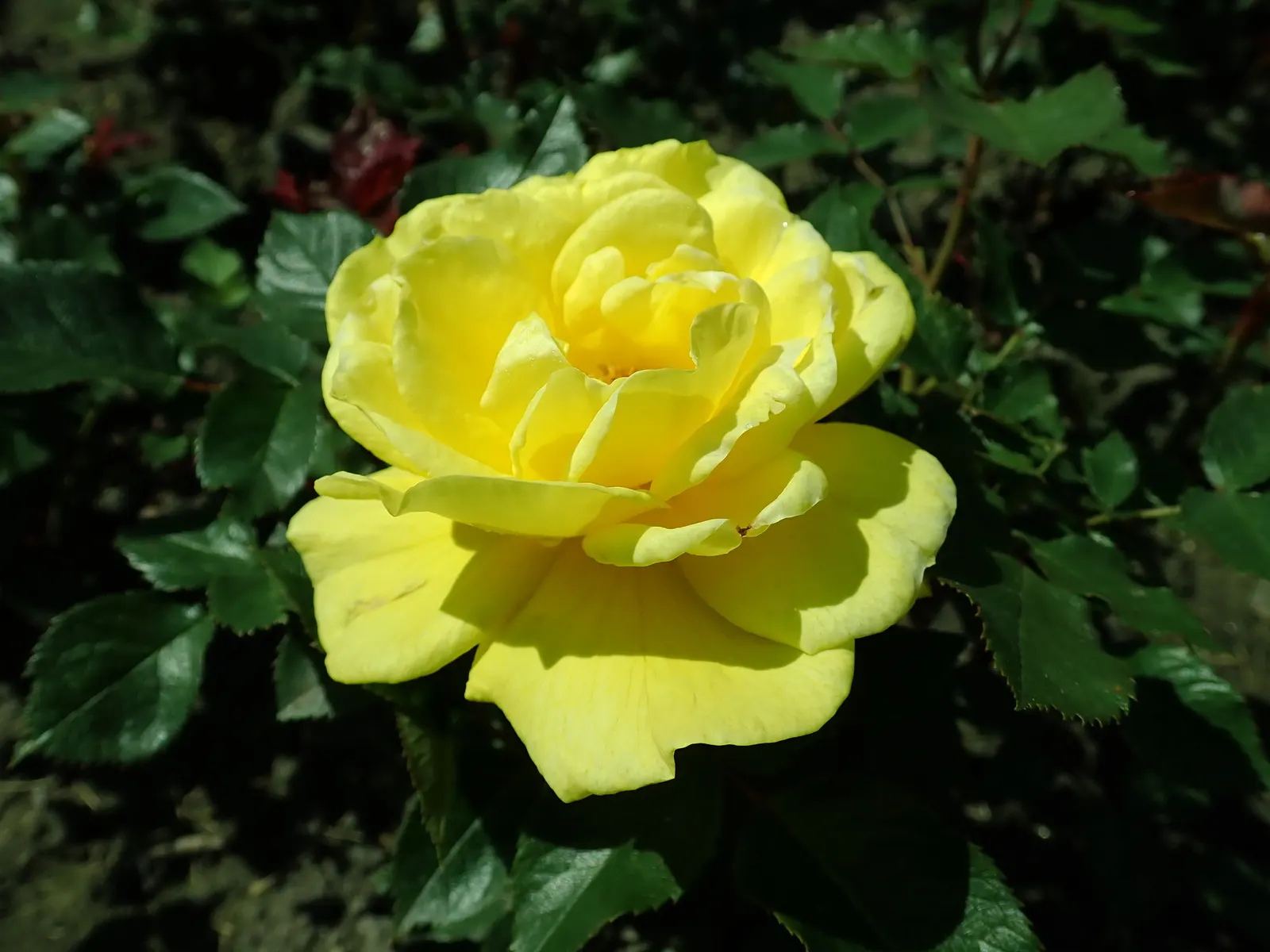 Sunsprite Rose (Rosa 'Sunsprite') — producing generous clusters of flowers throughout the growing season; 'Sunsprite' is sure to captivate the, image 64