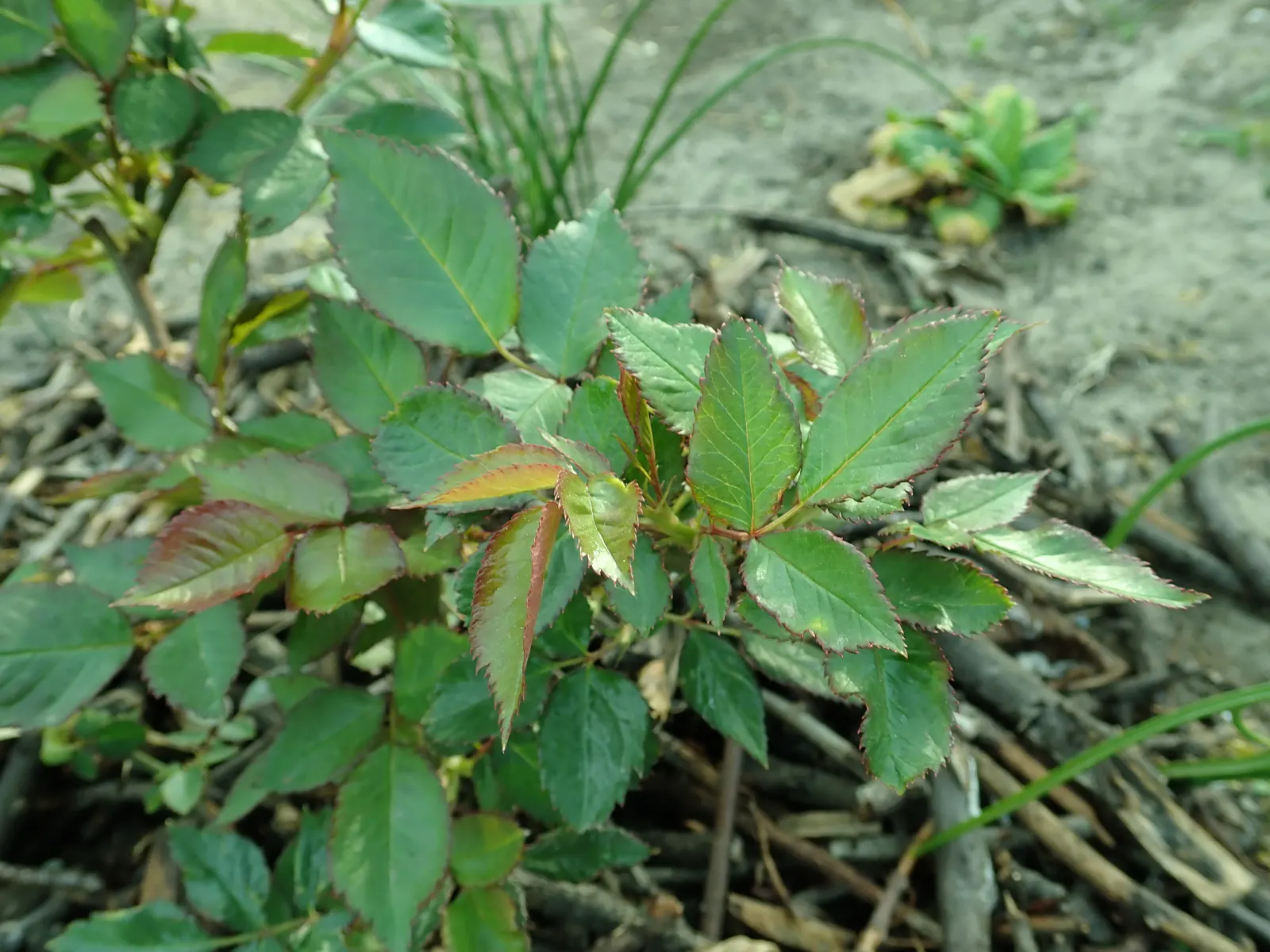 Sunsprite Rose (Rosa 'Sunsprite') — shrub for full