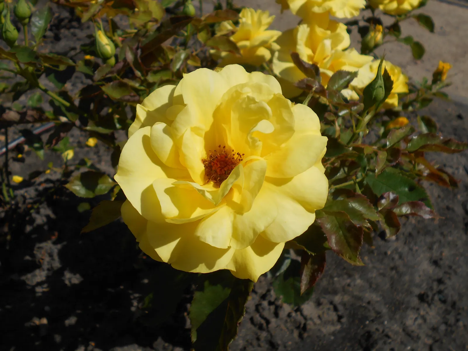 Sunsprite Rose (Rosa 'Sunsprite') — Each blossom measures approximately 3 to 4 inches in diameter; displaying a classic rose form with petals that unfurl