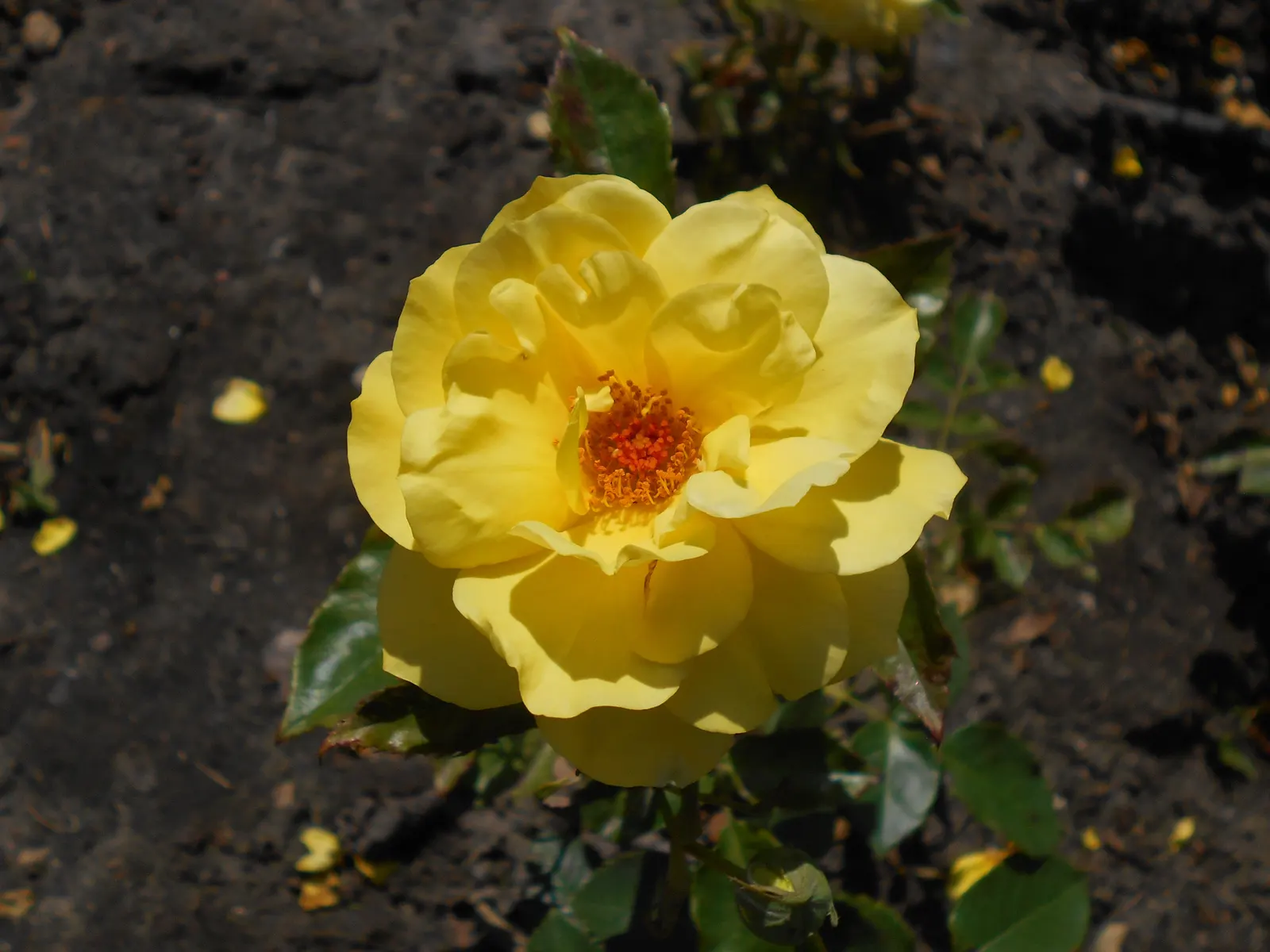 Sunsprite Rose (Rosa 'Sunsprite') — shrub for full; 'Sunsprite' is sure to captivate the senses and bring a joyful ambiance to any garden space
