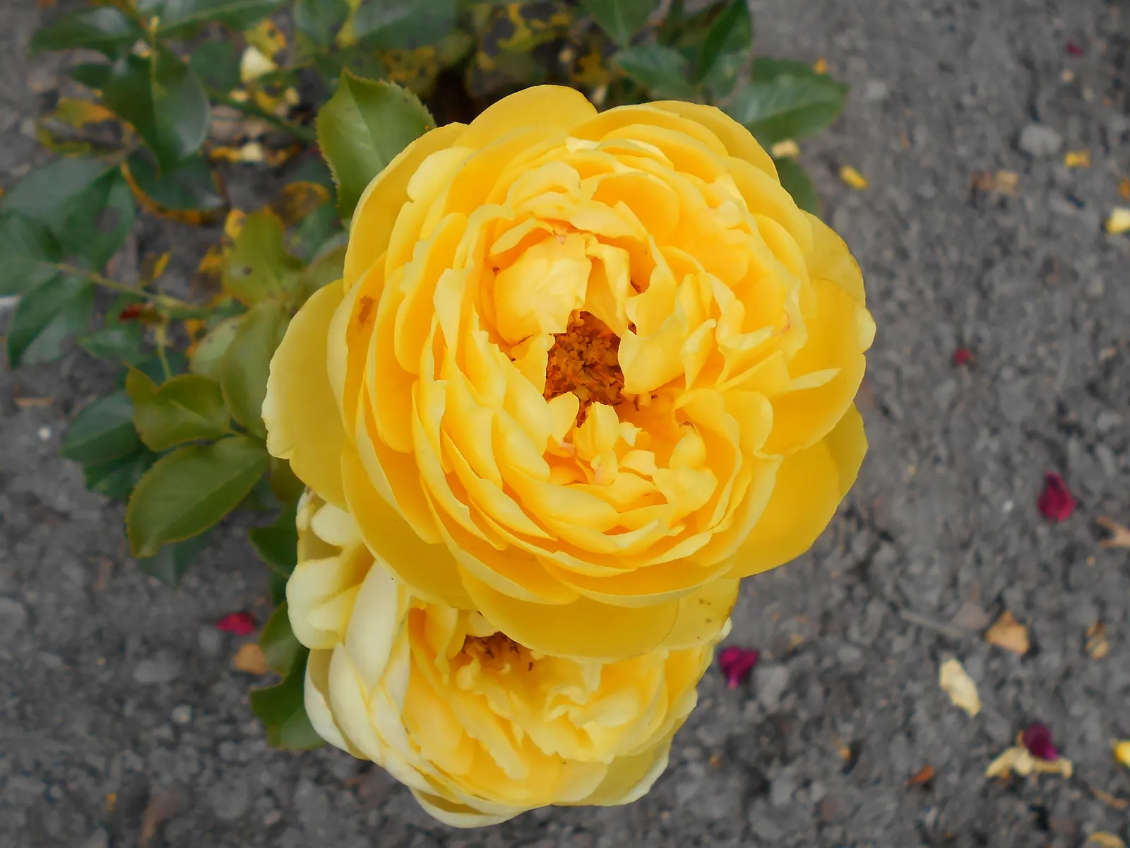 Sunsprite Rose (Rosa 'Sunsprite') — Hardy in zones 4-9, it prefers full sun and well-drained soil