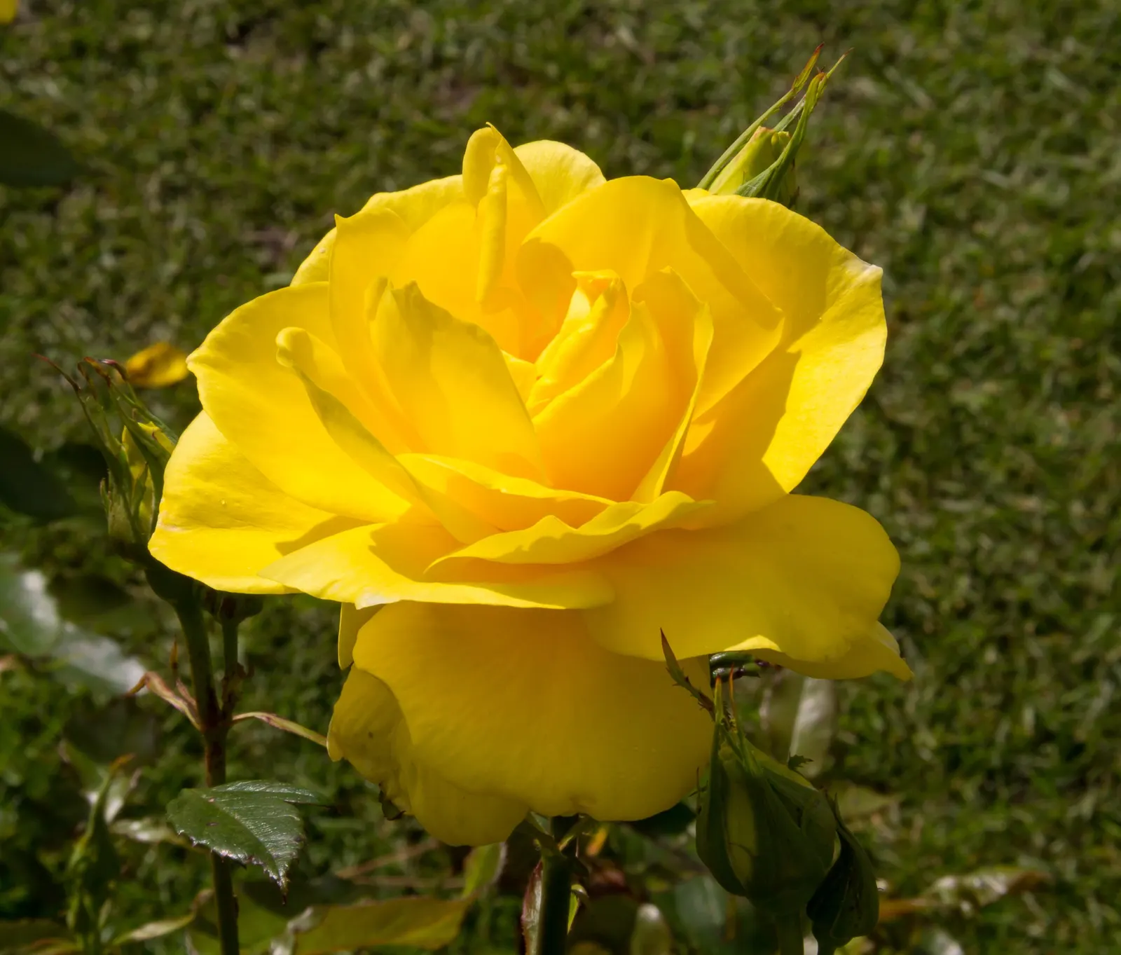 Sunsprite Rose (Rosa 'Sunsprite') — The Rosa 'Sunsprite' is a vibrant, repeat-flowering Floribunda rose; hardy in zones 4-9, it prefers full sun and