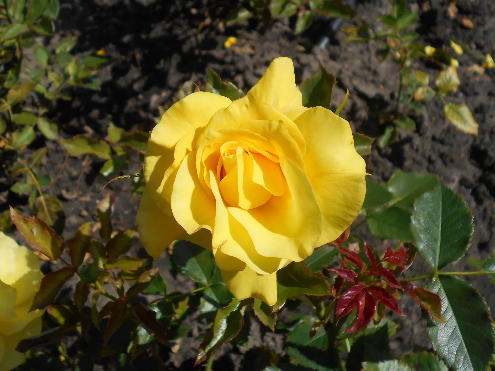 Sunsprite Rose (Rosa 'Sunsprite') — Each blossom measures approximately 3 to 4 inches in diameter