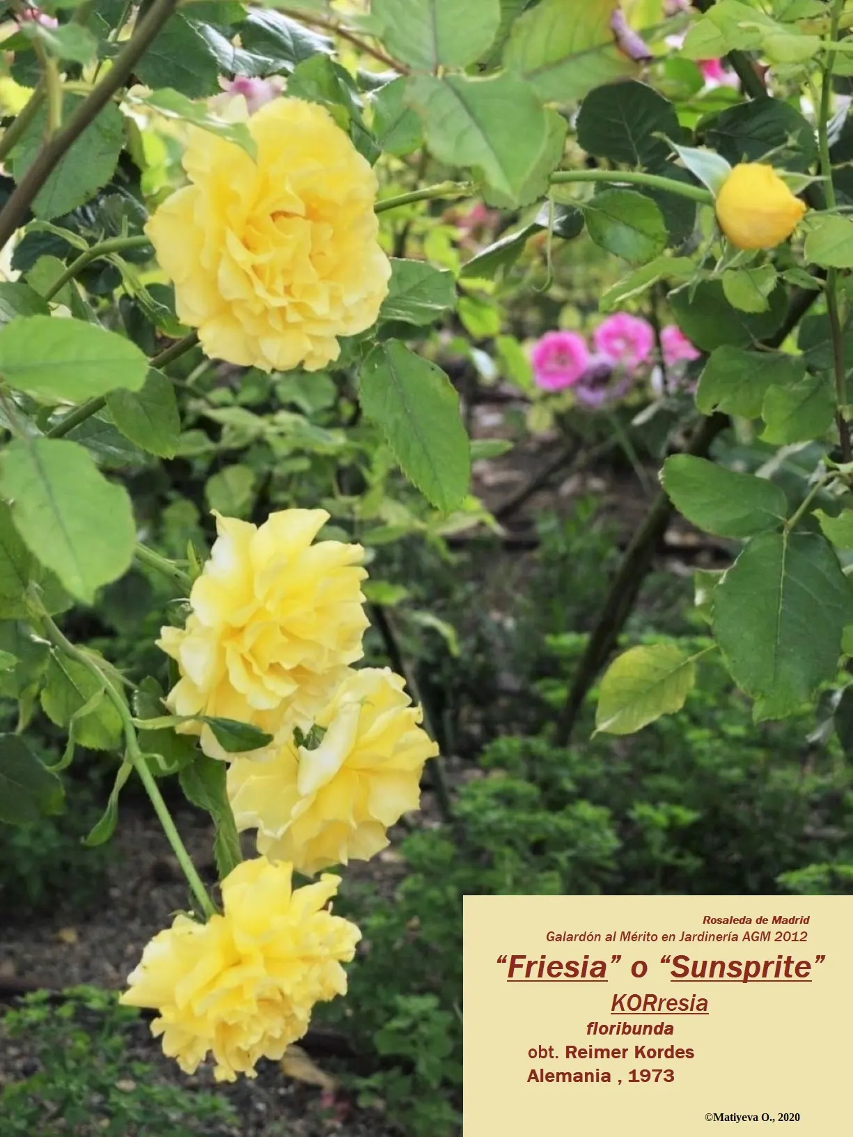 Sunsprite Rose (Rosa 'Sunsprite') — sweet fragrance.<br><br>This cultivar stands out for its excellent disease resistance; 'Sunsprite' is sure to captivate the