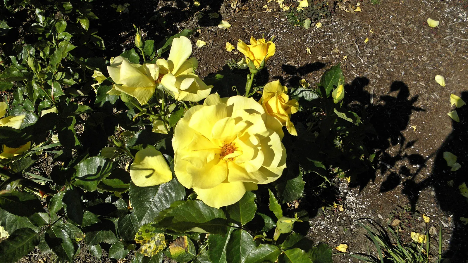 Sunsprite Rose (Rosa 'Sunsprite') — particularly to black spot; hardy in zones 4-9, it prefers full sun and well-drained soil