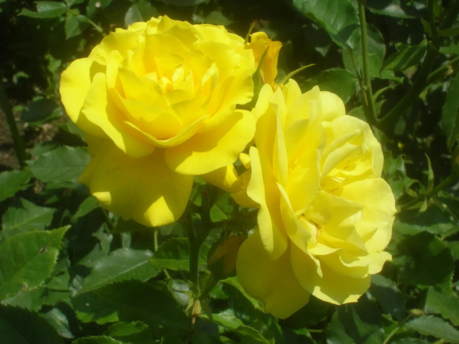 Sunsprite Rose (Rosa 'Sunsprite') — Hardy in zones 4-9, it prefers full sun and well-drained soil; 'Sunsprite' is sure to captivate the senses and, image 60