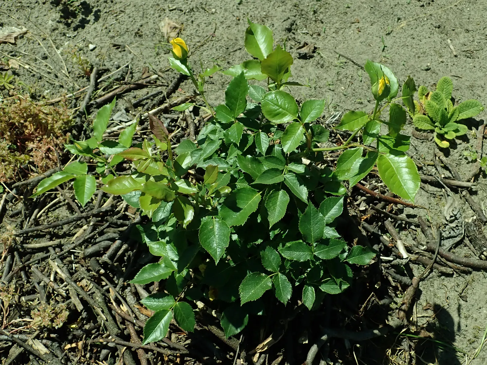 Sunsprite Rose (Rosa 'Sunsprite') — 'Sunsprite' reaches a modest height of about 2 to 3 feet with a similar spread