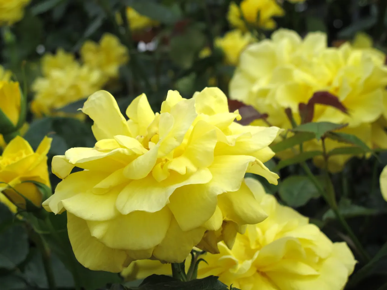 Sunsprite Rose (Rosa 'Sunsprite') — which typically spans from late spring until the first frost; hardy in zones 4-9, it prefers full sun and, image 65