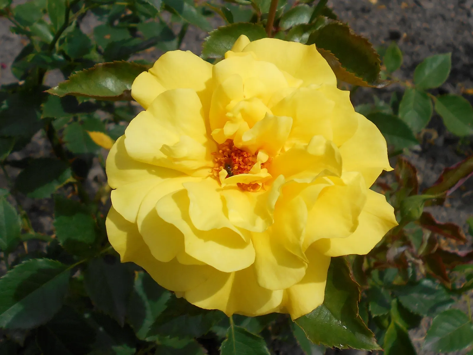 Sunsprite Rose (Rosa 'Sunsprite') — as it requires a minimum of six hours of direct sunlight per day to thrive