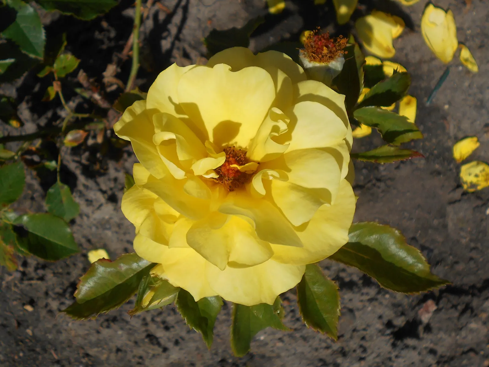 Sunsprite Rose (Rosa 'Sunsprite') — but be mindful to keep foliage dry to prevent disease; hardy in zones 4-9, it prefers full sun and well-drained soil