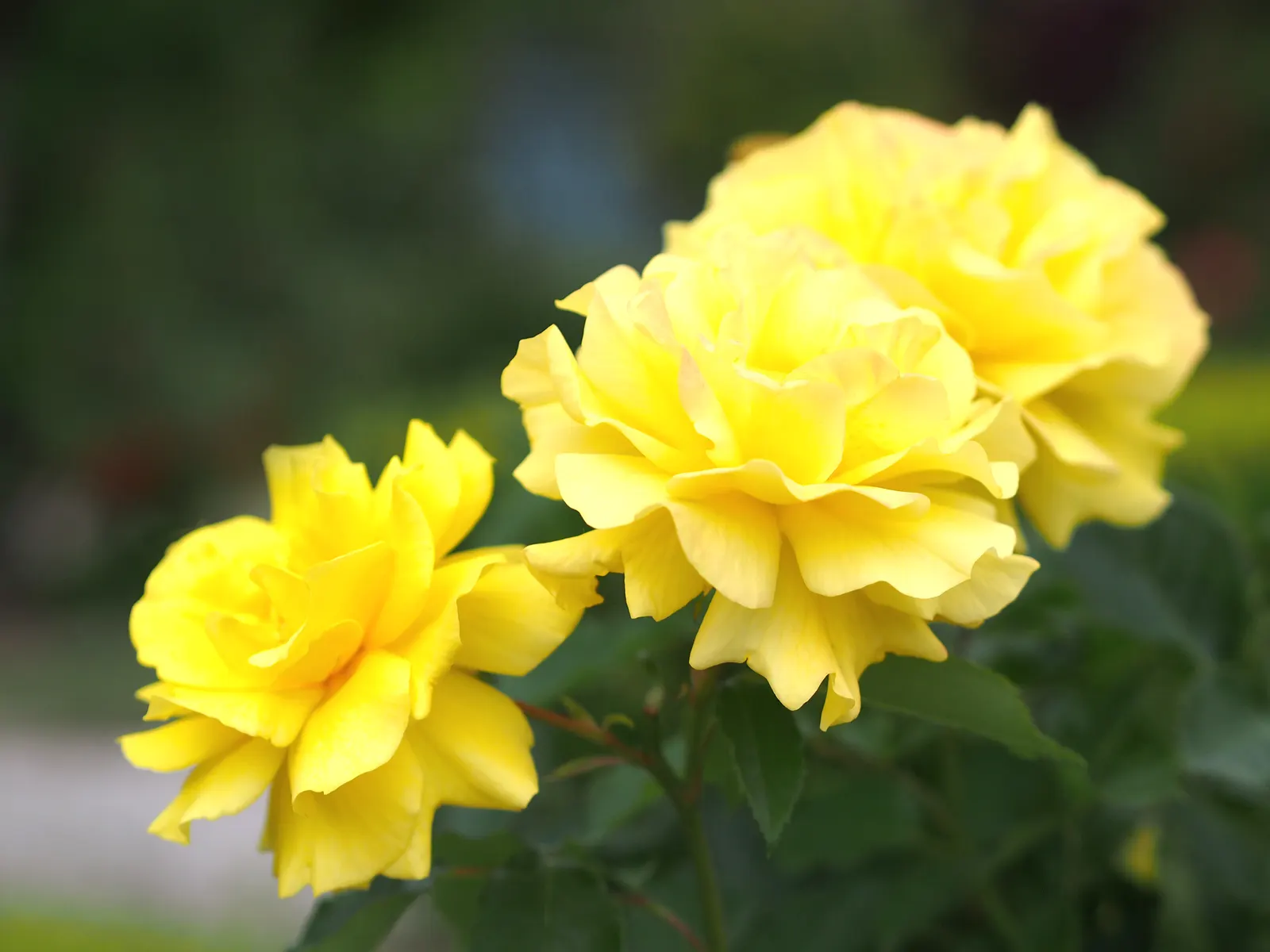Sunsprite Rose (Rosa 'Sunsprite') — 'Sunsprite' is a prolific bloomer; it prefers well-drained loamy soil with a pH range between 6.0 and 6.5