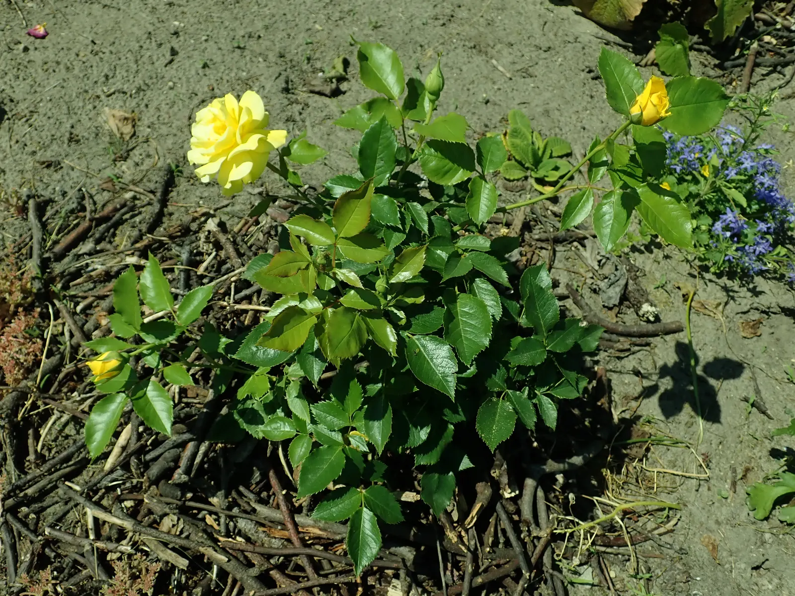 Sunsprite Rose (Rosa 'Sunsprite') — Known for disease resistance, particularly to black spot, Sunsprite ensures a bright, cheerful display