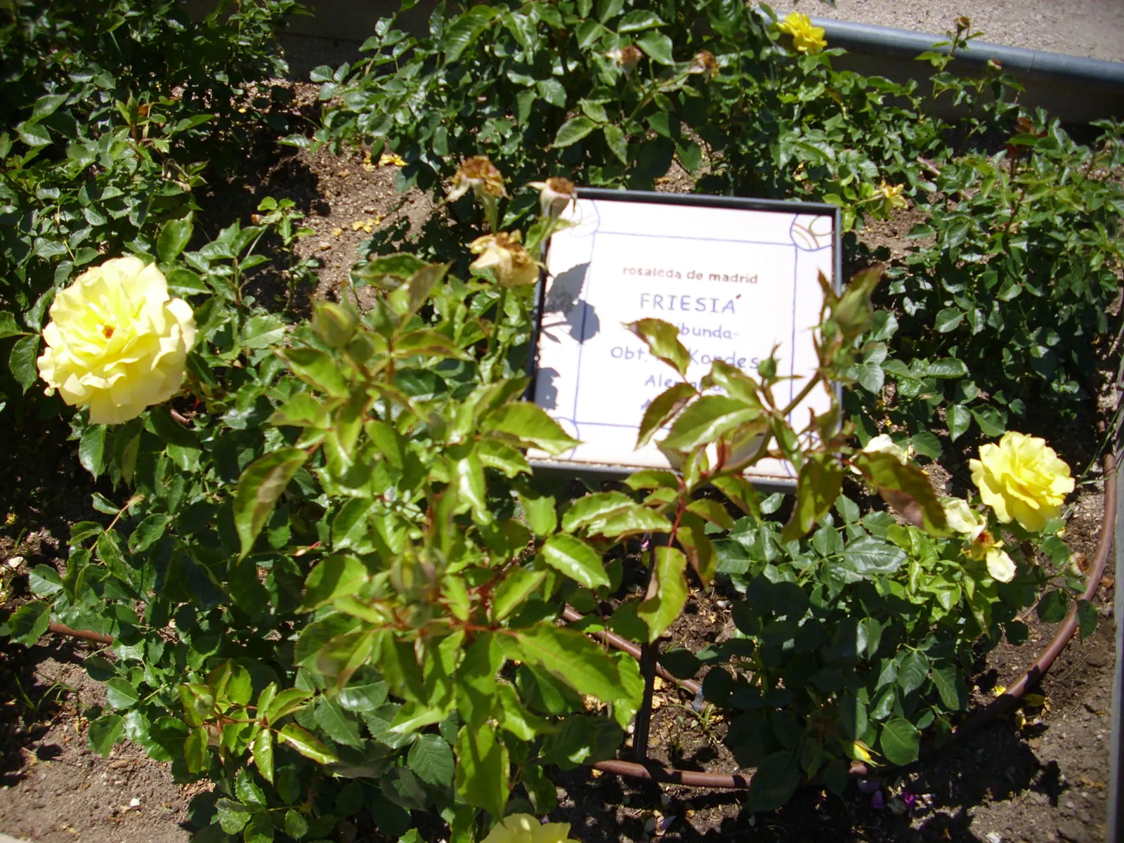 Sunsprite Rose (Rosa 'Sunsprite') — Hardy in zones 4-9, it prefers full sun and well-drained soil; 'Sunsprite' is sure to captivate the senses and bring a