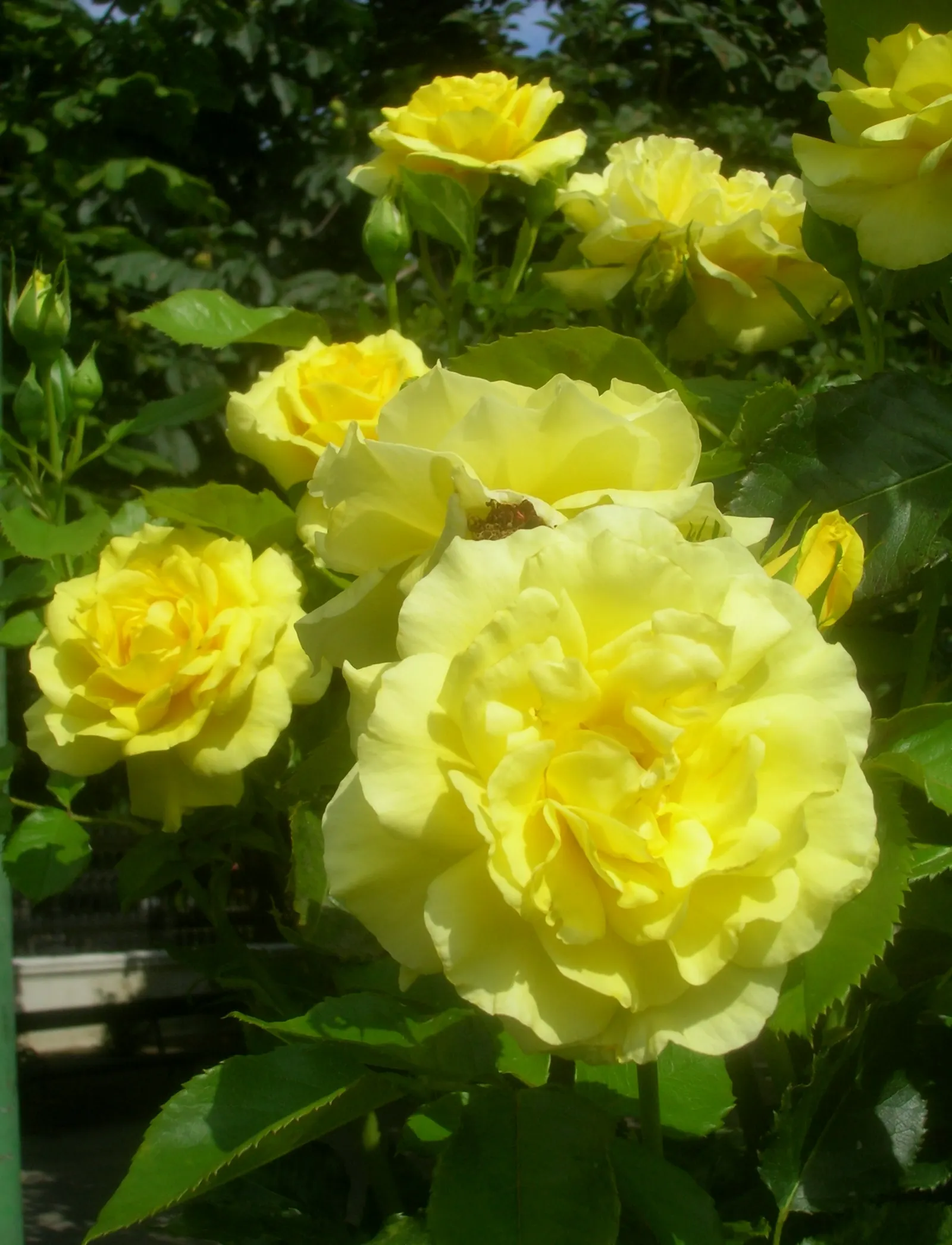 Sunsprite Rose (Rosa 'Sunsprite') — but be mindful to keep foliage dry to prevent disease