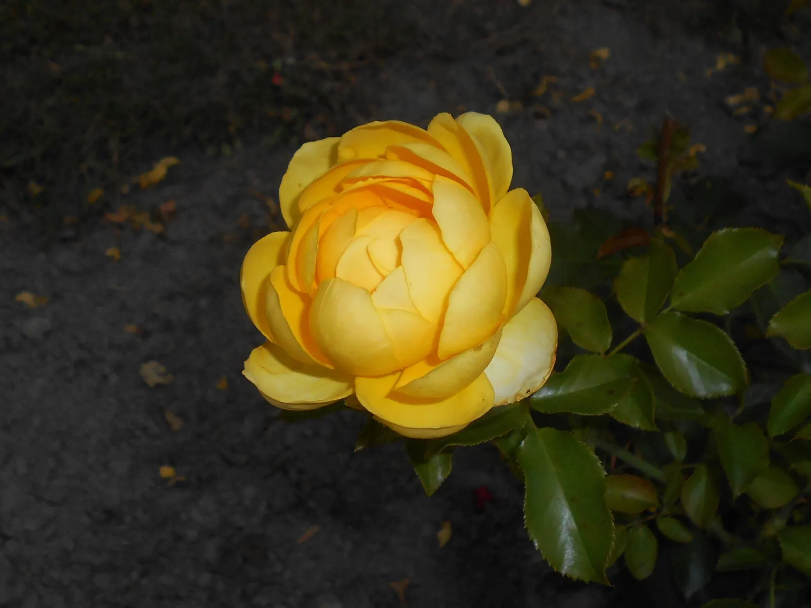 Sunsprite Rose (Rosa 'Sunsprite') — which typically spans from late spring until the first frost