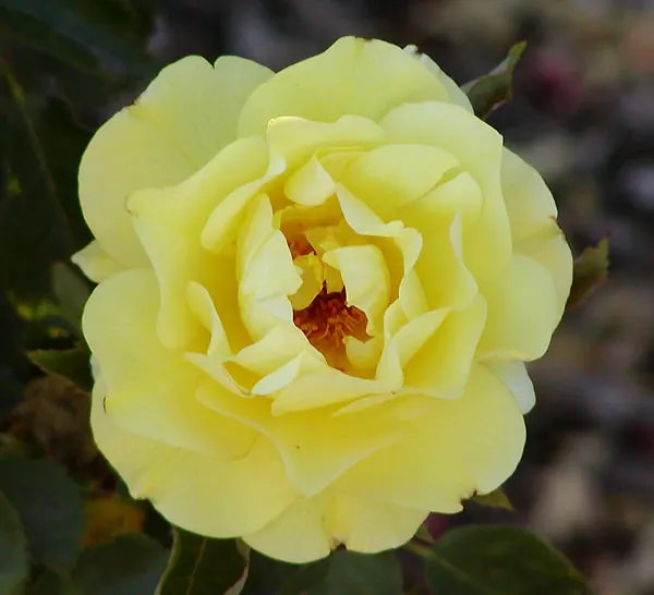 Sunsprite Rose (Rosa 'Sunsprite') — 'Sunsprite' is a prolific bloomer; it prefers well-drained loamy soil with a pH range between 6.0 and 6.5, image 63