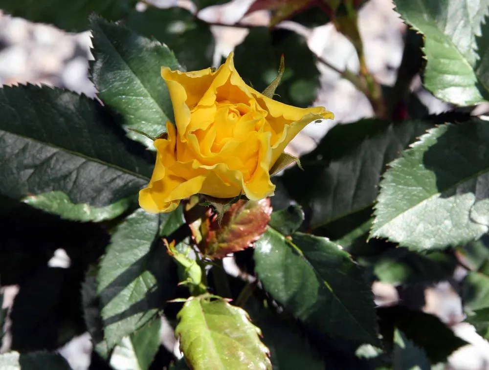 Sunsprite Rose (Rosa 'Sunsprite') — 'Sunsprite' reaches a modest height of about 2 to 3 feet with a similar spread; it prefers well-drained loamy soil with a