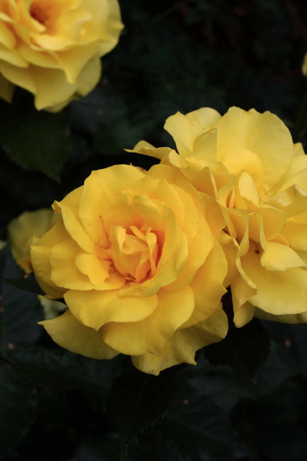 Sunsprite Rose (Rosa 'Sunsprite') — With its cheerful color and inviting scent
