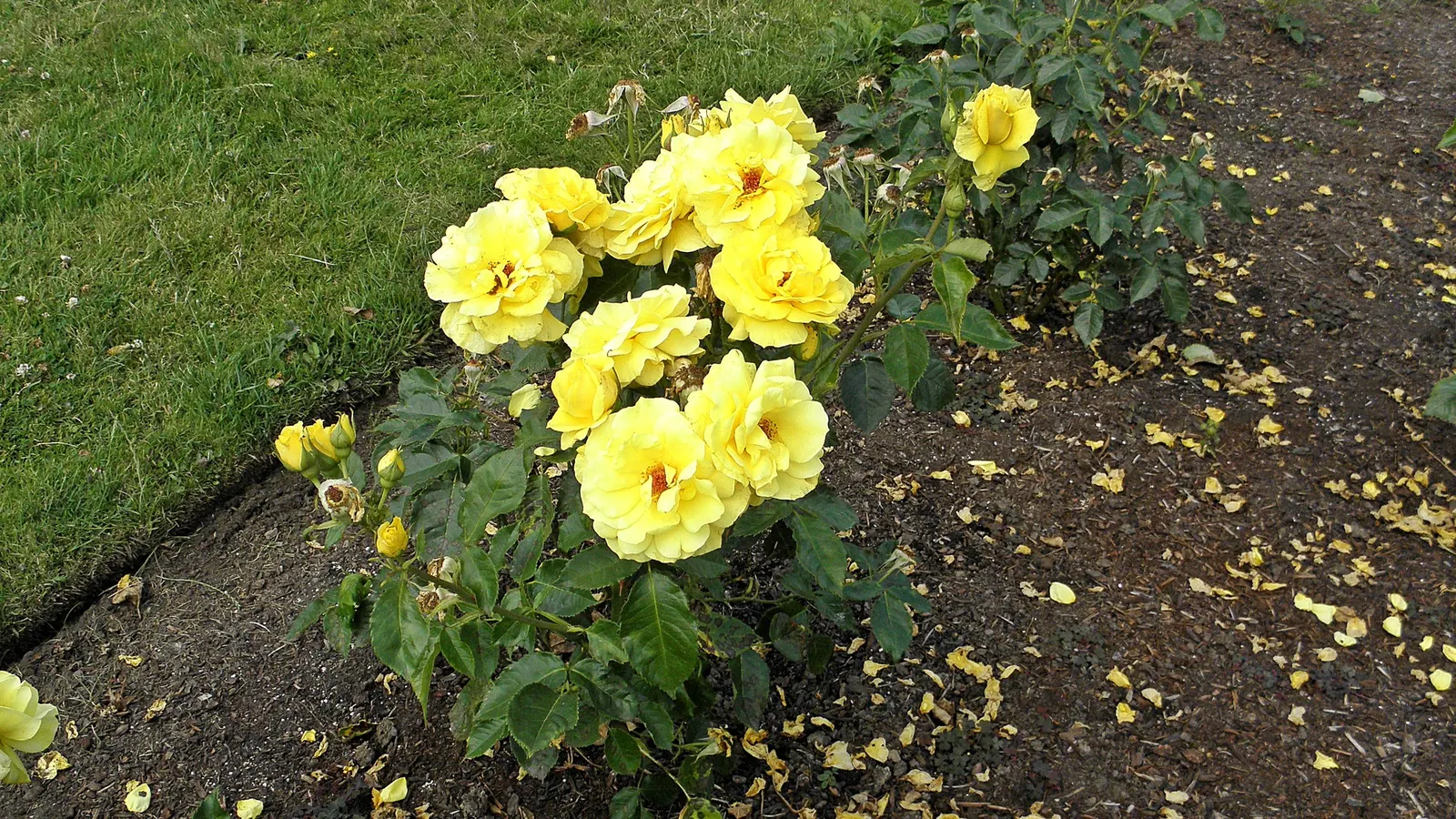 Sunsprite Rose (Rosa 'Sunsprite') — This compact shrub reaches 2-3 feet in height and width, perfect for small gardens and borders
