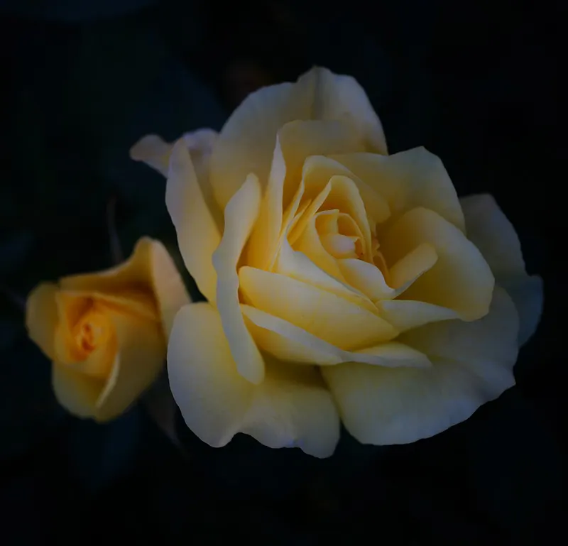 Sunsprite Rose (Rosa 'Sunsprite') — Known for disease resistance, particularly to black spot, Sunsprite ensures a bright, cheerful display; hardy, image 61