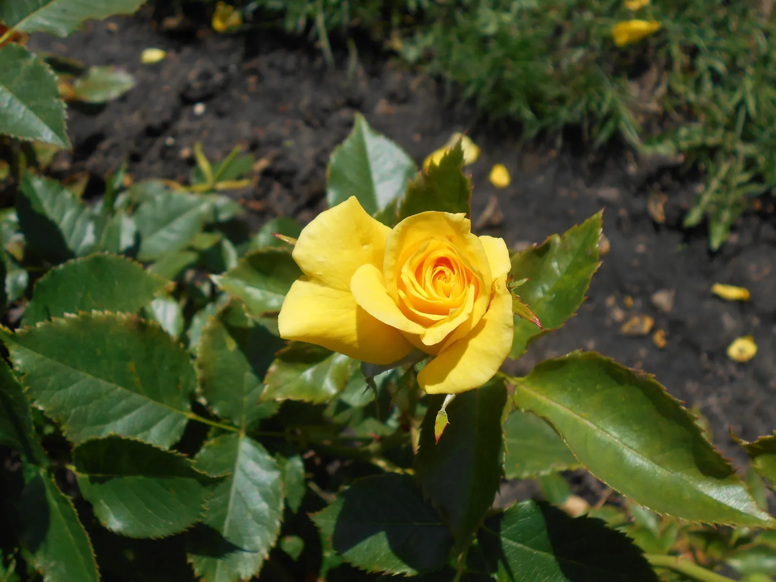 Sunsprite Rose (Rosa 'Sunsprite') — Prune in late winter or early spring to promote healthy new growth and an aesthetically pleasing shape; it prefers