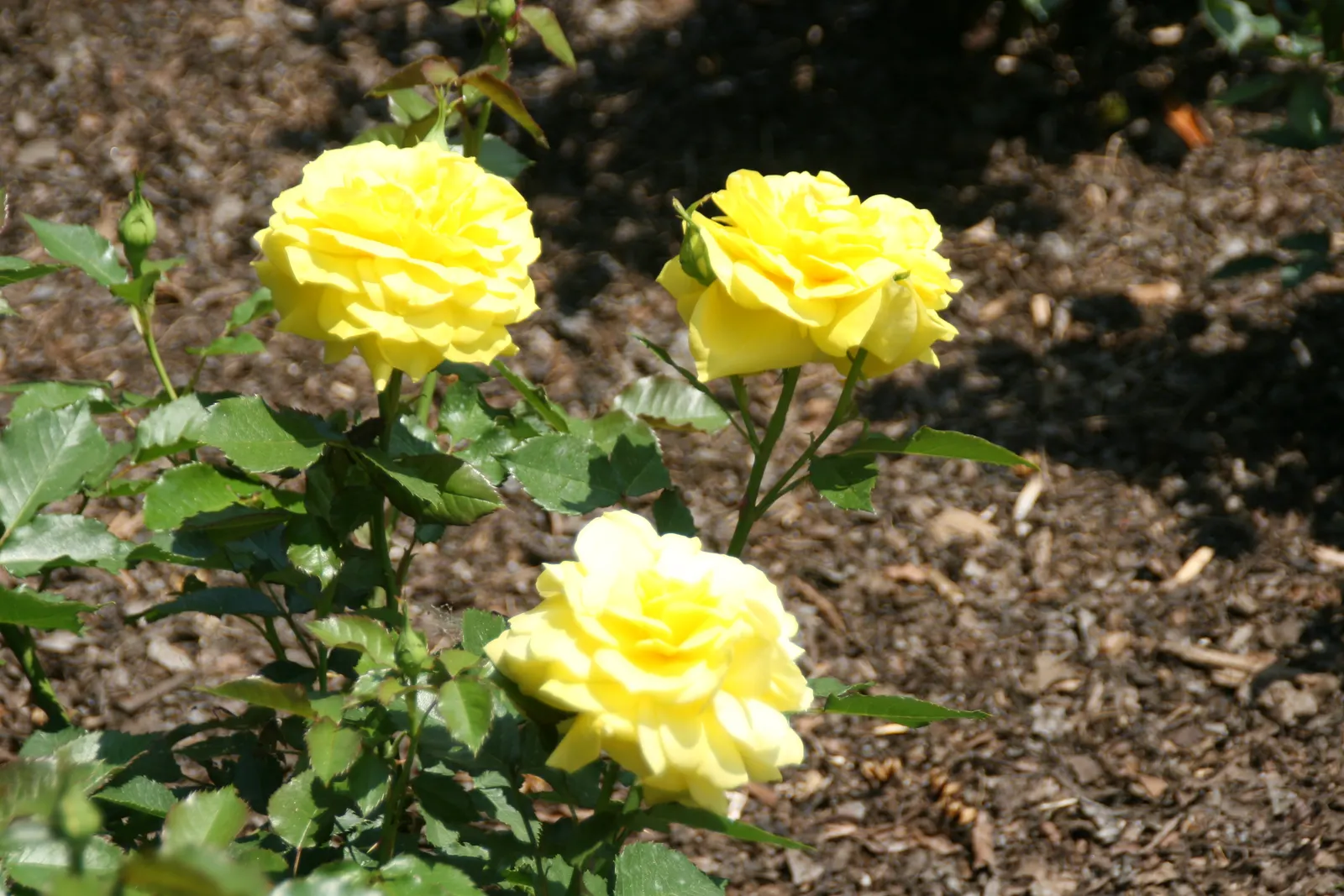 Sunsprite Rose (Rosa 'Sunsprite') — The Rosa 'Sunsprite' is a vibrant addition to any landscape, celebrated for its luminous, deep yellow blooms