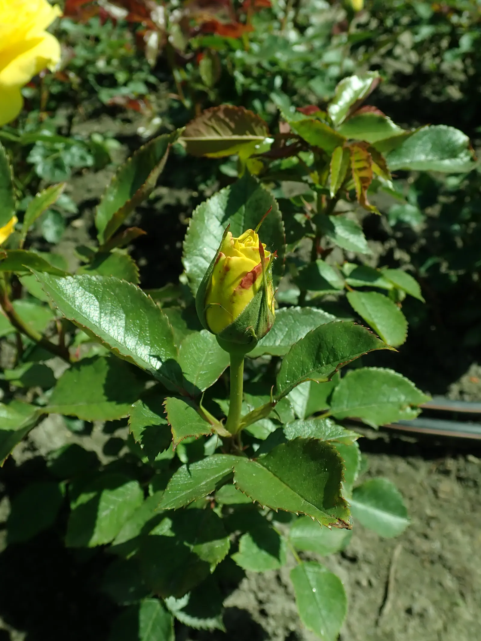 Sunsprite Rose (Rosa 'Sunsprite') — displaying a classic rose form with petals that unfurl elegantly to reveal a pleasant; it prefers well-drained loamy soil