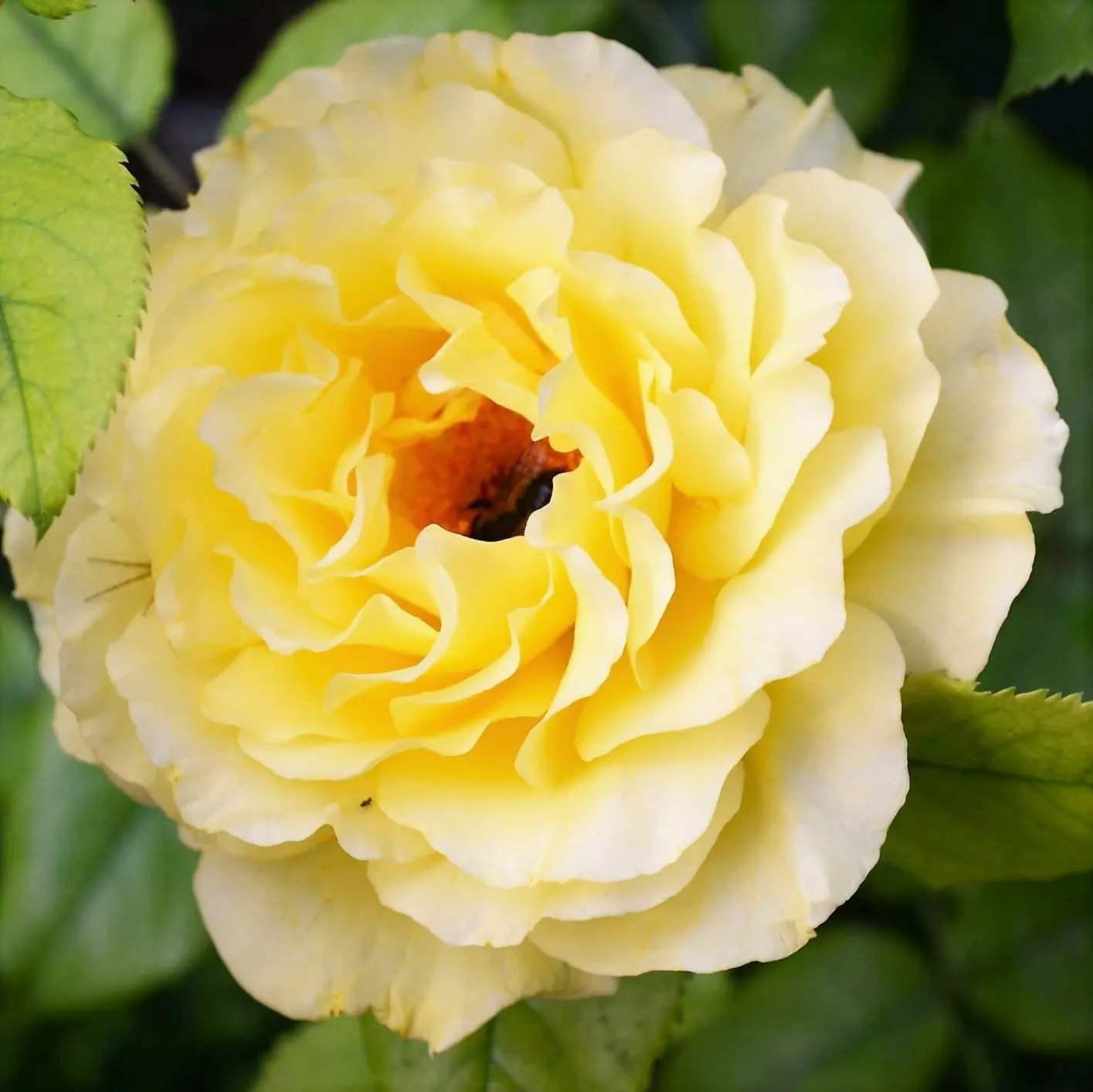 Sunsprite Rose (Rosa 'Sunsprite') — sweet fragrance.<br><br>This cultivar stands out for its excellent disease resistance