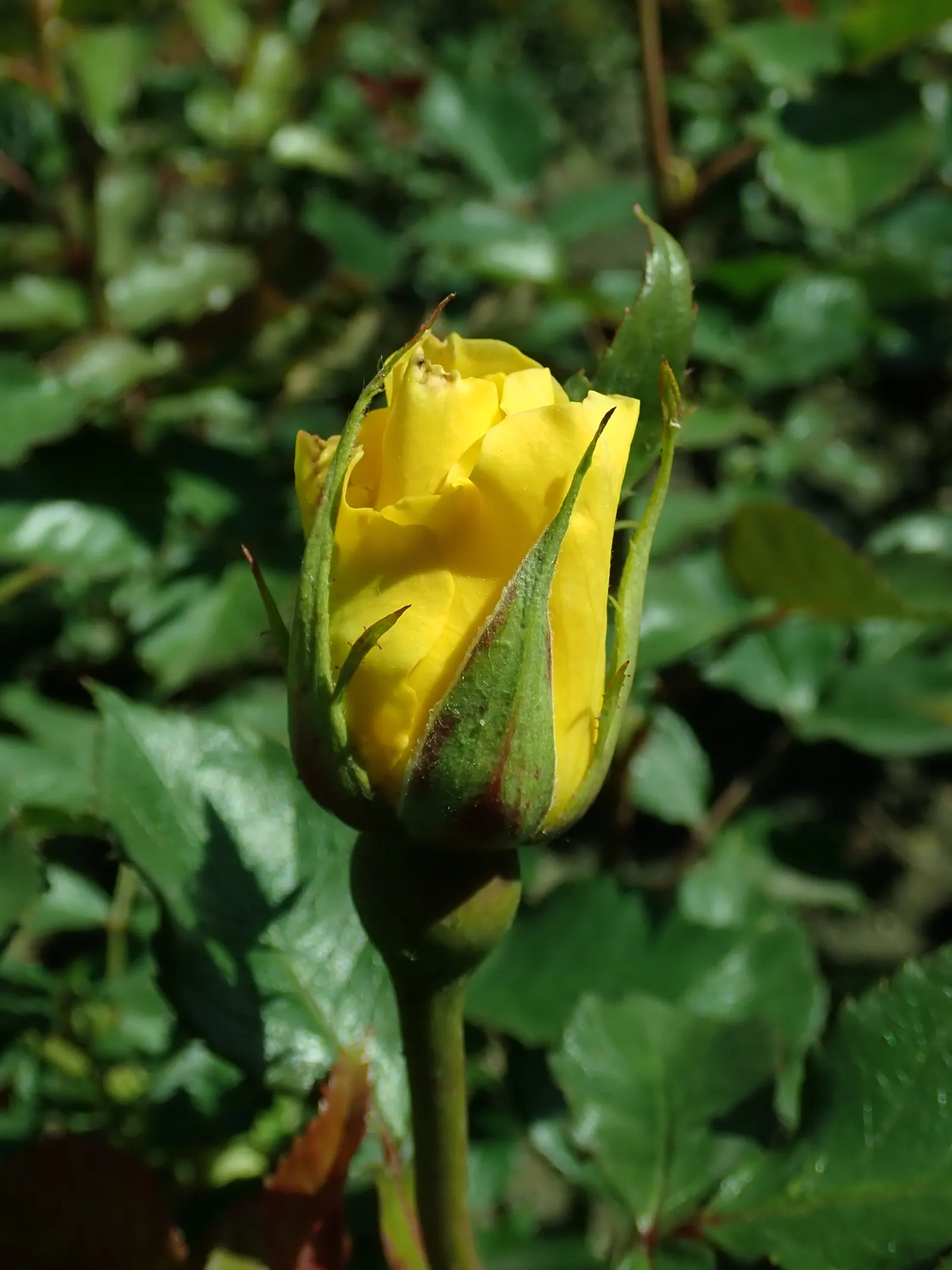 Sunsprite Rose (Rosa 'Sunsprite') — especially during dry spells