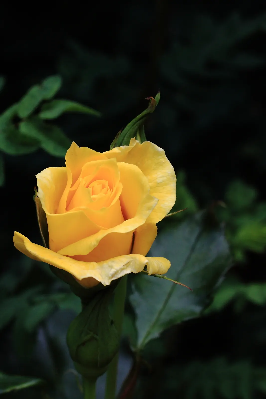 Sunsprite Rose (Rosa 'Sunsprite') — The Rosa 'Sunsprite' is a vibrant, repeat-flowering Floribunda rose