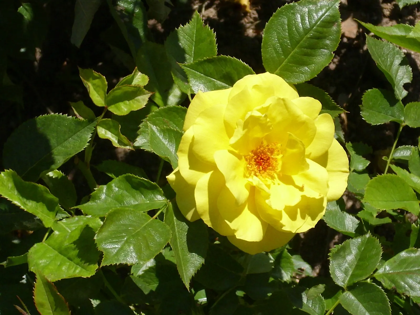 Sunsprite Rose (Rosa 'Sunsprite') — as it requires a minimum of six hours of direct sunlight per day to thrive; hardy in zones 4-9, it prefers full sun and