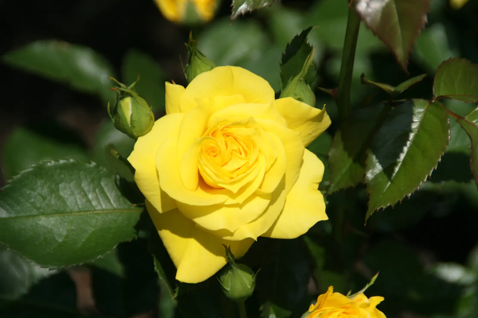 Sunsprite Rose (Rosa 'Sunsprite') — especially during dry spells; 'Sunsprite' is sure to captivate the senses and bring a joyful ambiance to any garden space