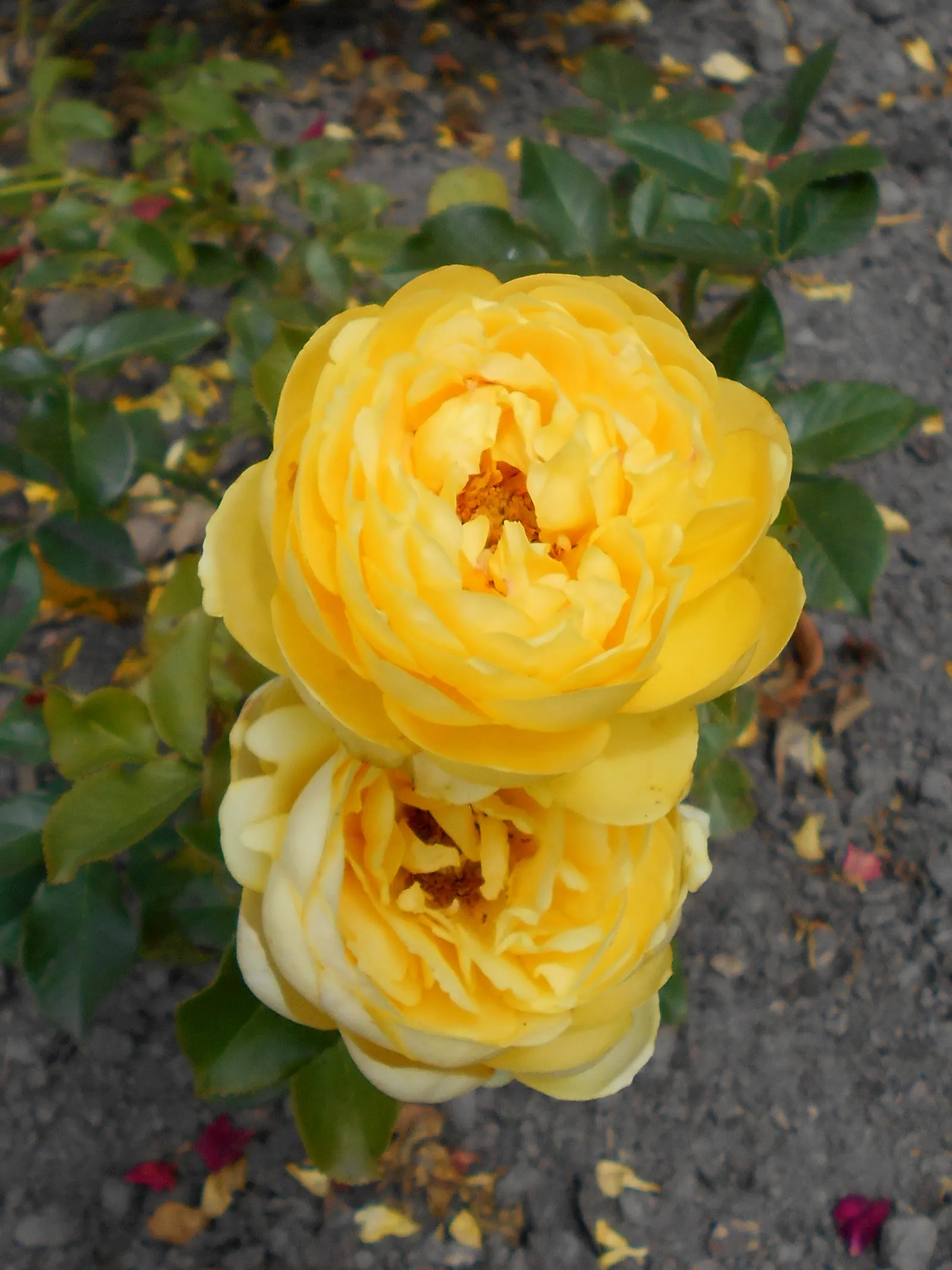 Sunsprite Rose (Rosa 'Sunsprite') — capable of withstanding temperatures as low as -20&deg;F to -10&deg;F