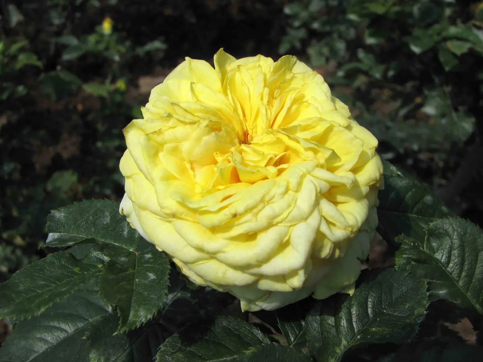 Sunsprite Rose (Rosa 'Sunsprite') — which typically spans from late spring until the first frost; hardy in zones 4-9, it prefers full sun and well-drained soil
