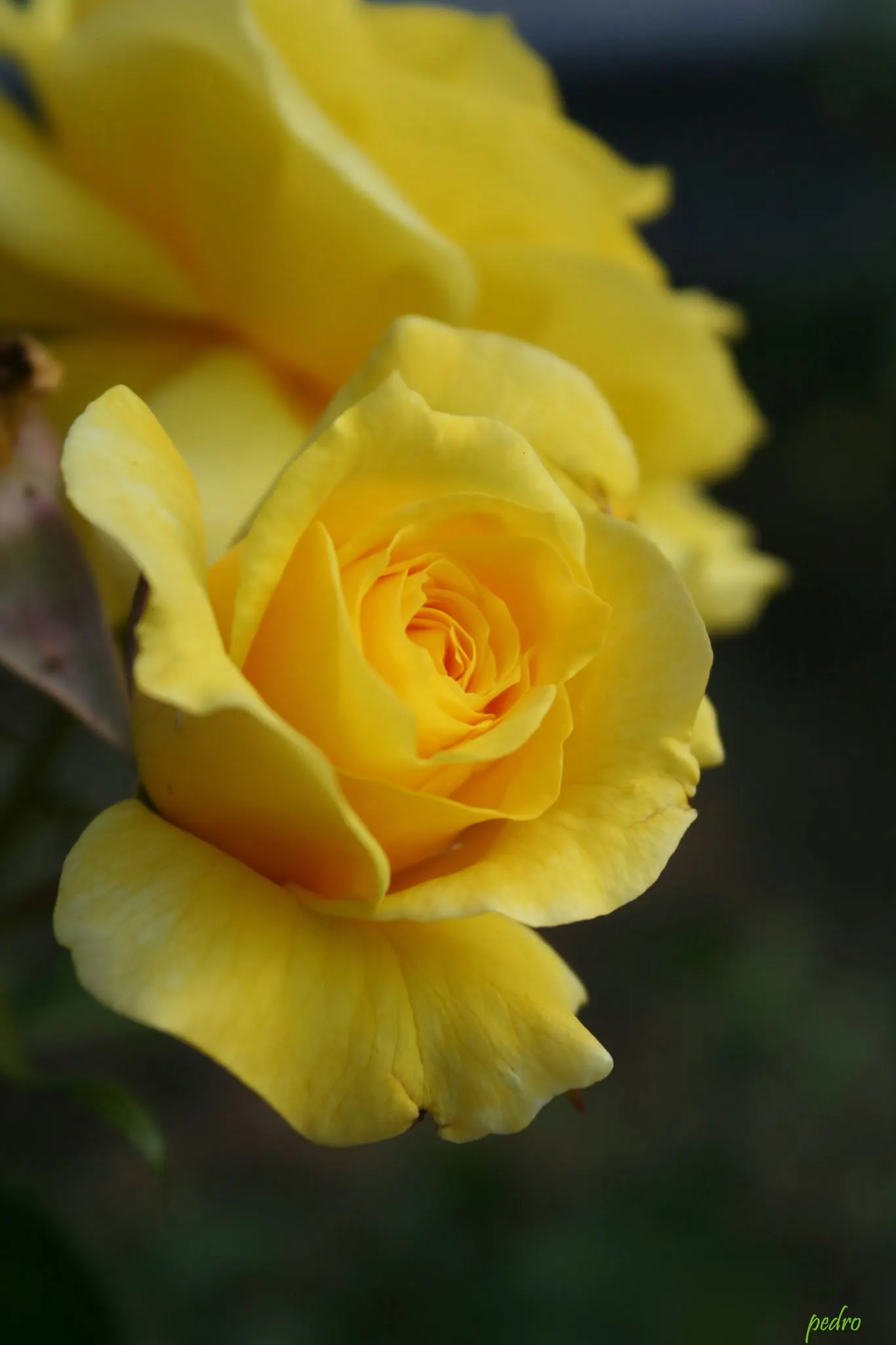 Sunsprite Rose (Rosa 'Sunsprite') — producing generous clusters of flowers throughout the growing season; 'Sunsprite' is sure to captivate the senses and bring