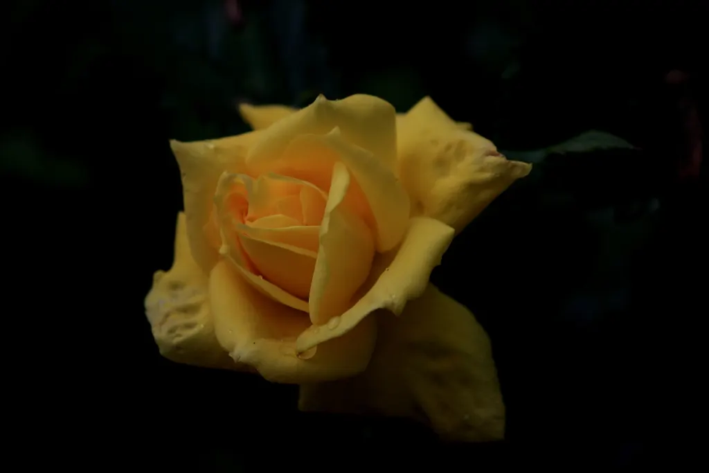 Sunsprite Rose (Rosa 'Sunsprite') — making it a robust choice for a low-maintenance garden; displaying a classic rose form with petals that unfurl elegantly to