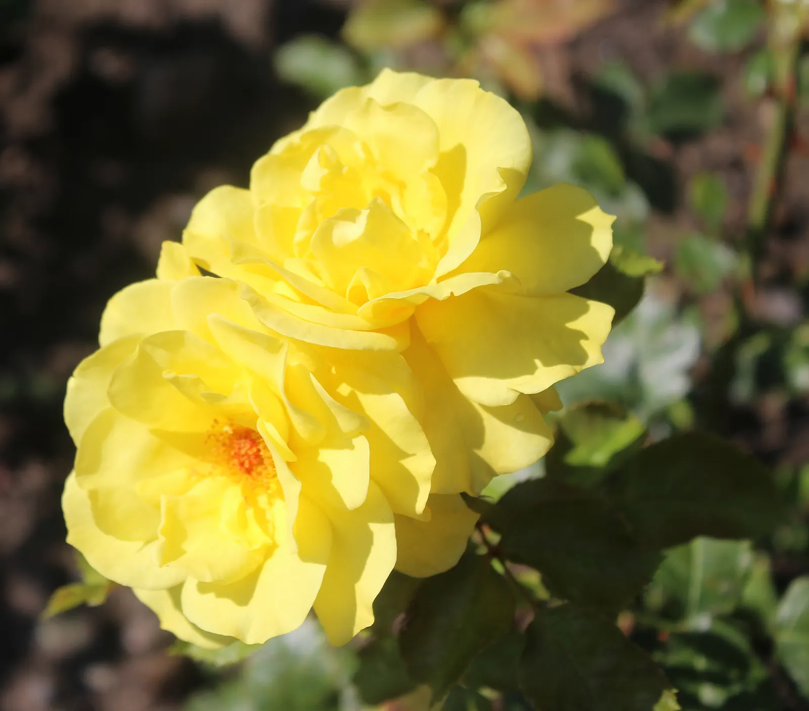 Sunsprite Rose (Rosa 'Sunsprite') — particularly to black spot