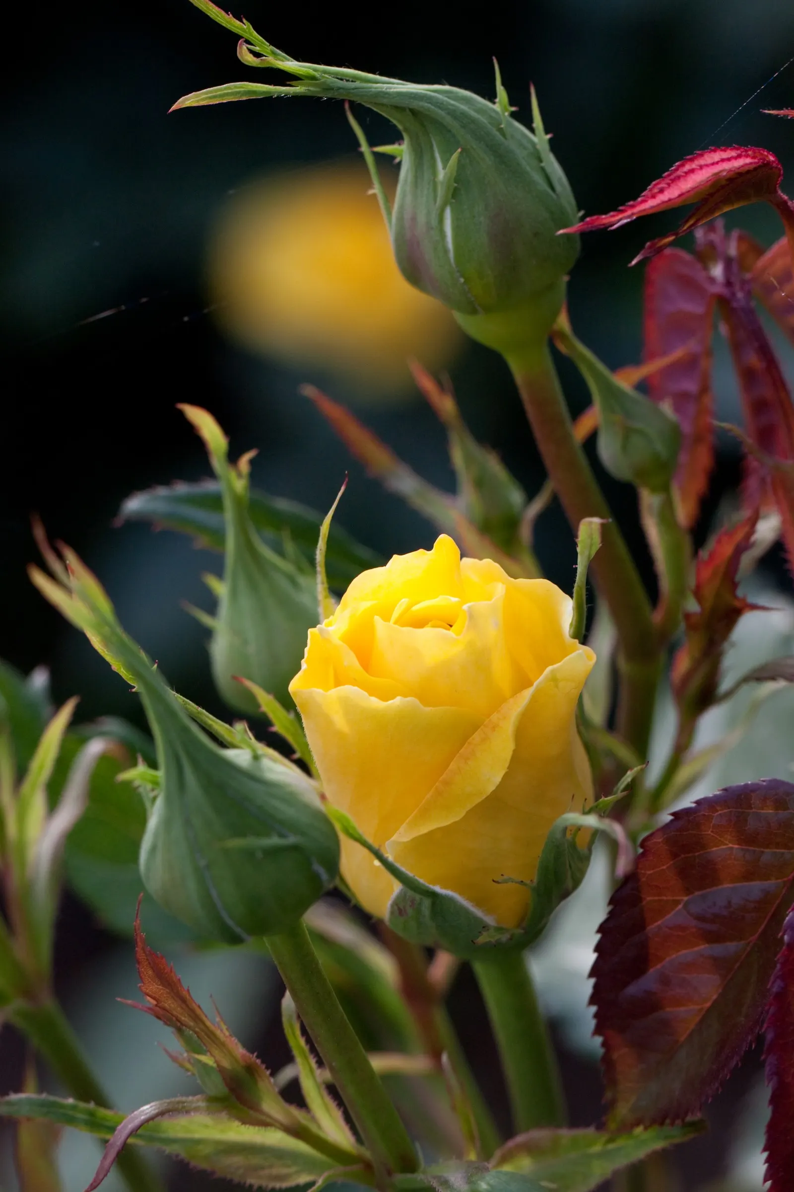 Sunsprite Rose (Rosa 'Sunsprite') — capable of withstanding temperatures as low as -20&deg;F to -10&deg;F; displaying a classic rose form with petals that