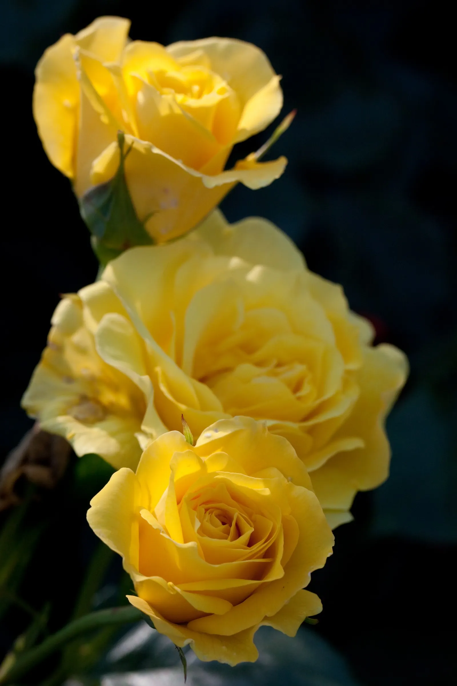 Sunsprite Rose (Rosa 'Sunsprite') — It boasts deep yellow, sweetly fragrant blossoms about 3-4 inches wide, set against rich green, glossy foliage, image 58