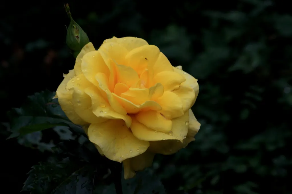 Sunsprite Rose (Rosa 'Sunsprite') — This compact shrub reaches 2-3 feet in height and width, perfect for small gardens and borders; it prefers well-drained