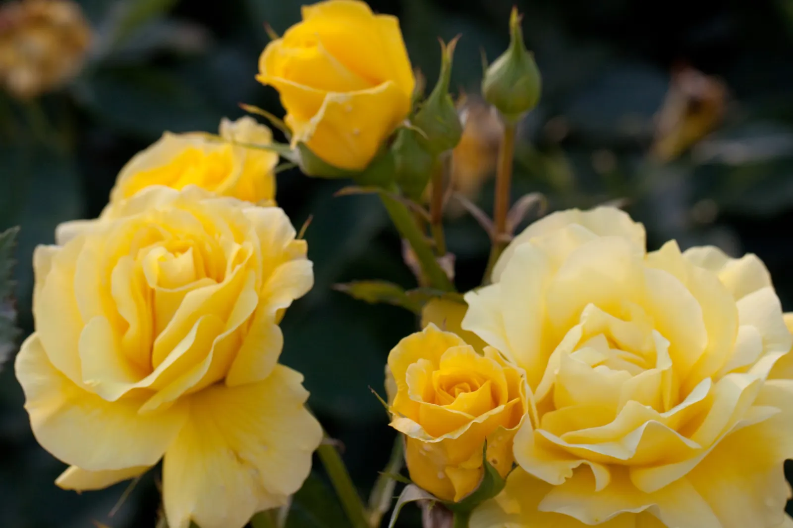 Sunsprite Rose (Rosa 'Sunsprite') — yellow flowers in the garden; displaying a classic rose form with petals that unfurl elegantly to reveal a pleasant